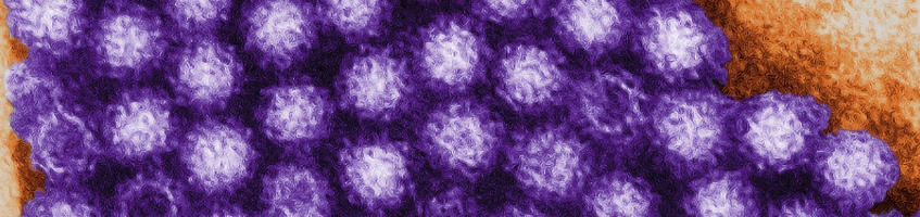 Norovirus (CDC/ Charles D. Humphrey)